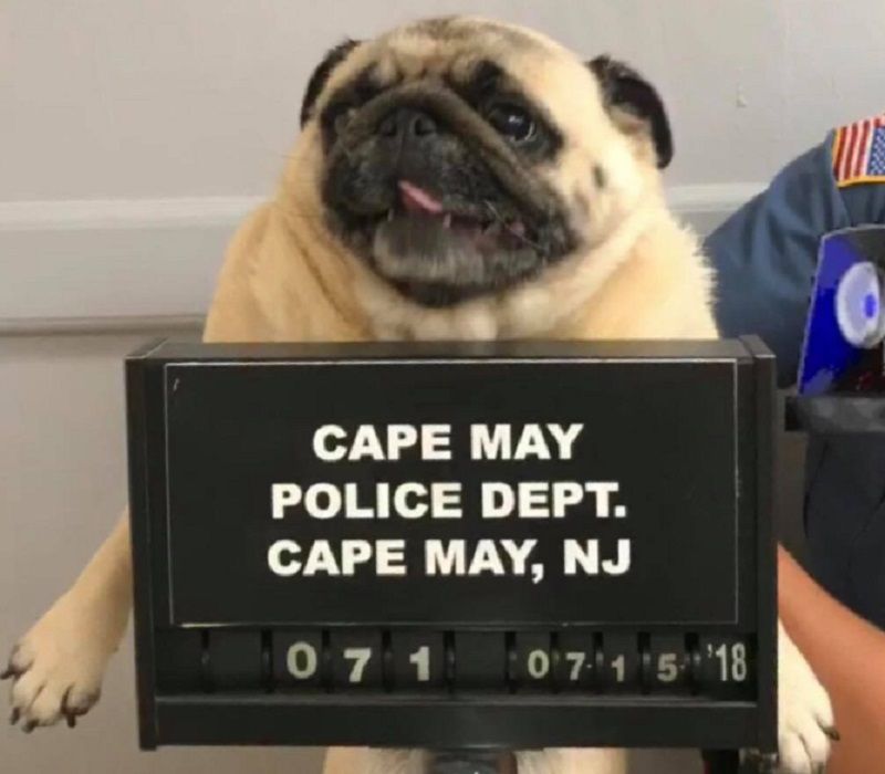 bad pug