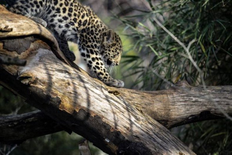 0718-leopard2
