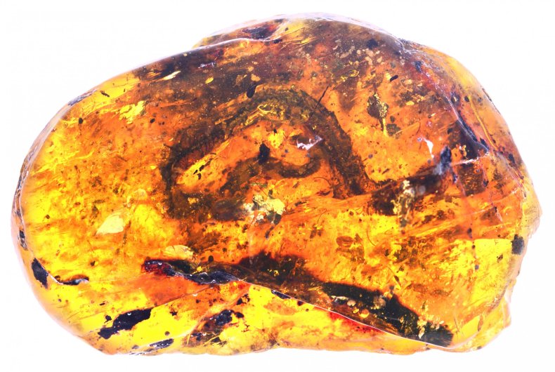 7_18_Amber snake
