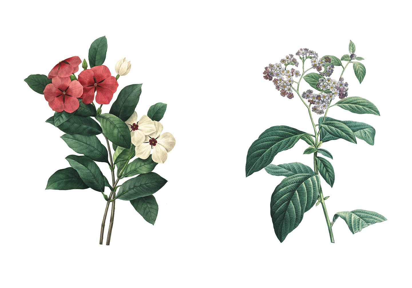 Cancer Research's Final Frontier Do Plants' Ability to
