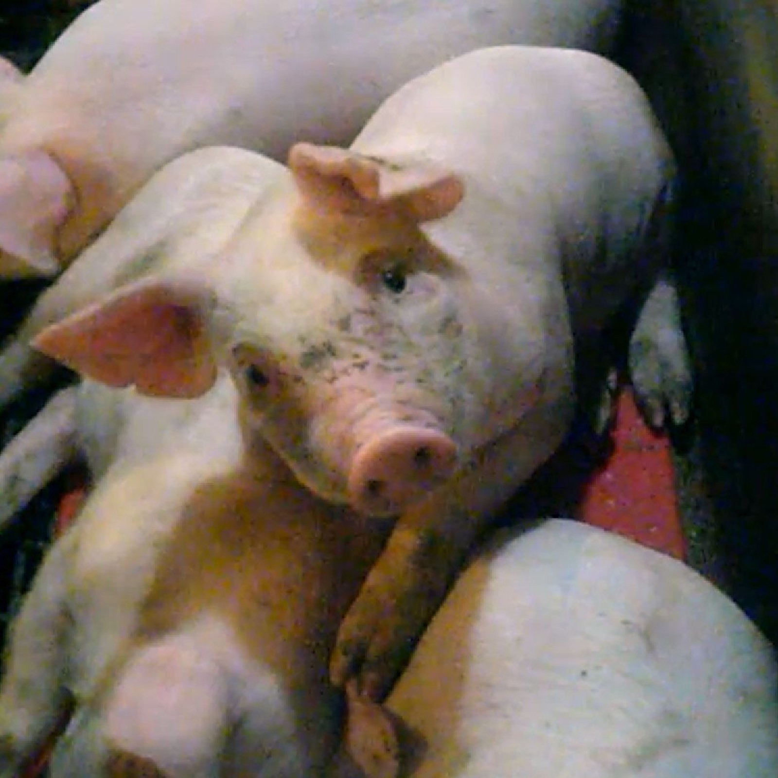 Video Showing Pigs Being Beaten Prompts Meat Giant To Stop Shipments From  Farm