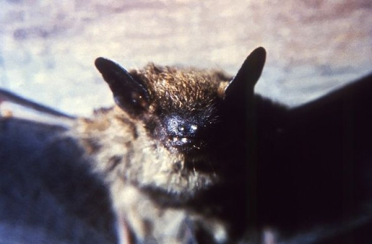 0720-bat 0720-bat