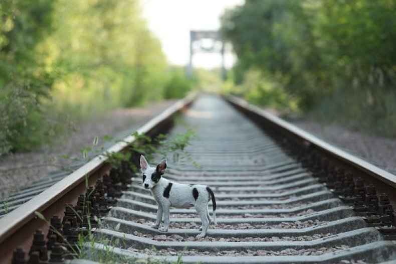 0720-dogontracks