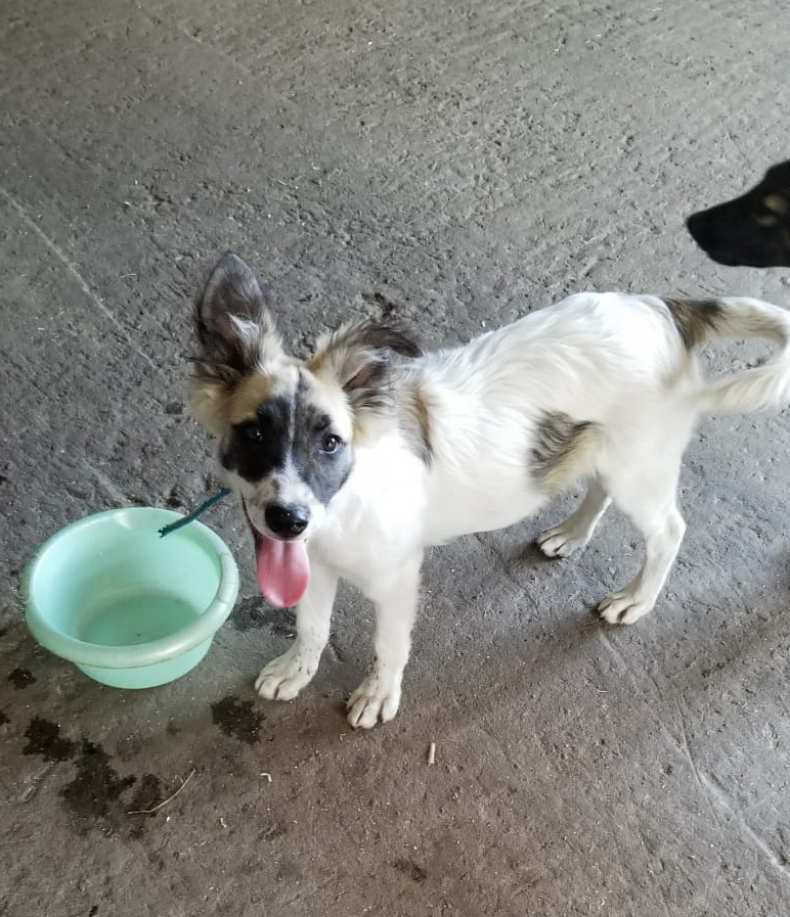FreddyTheDog-0720