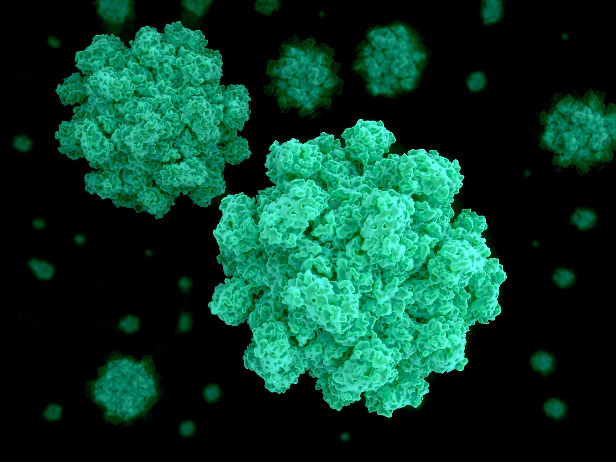 norovirus norwalk virus