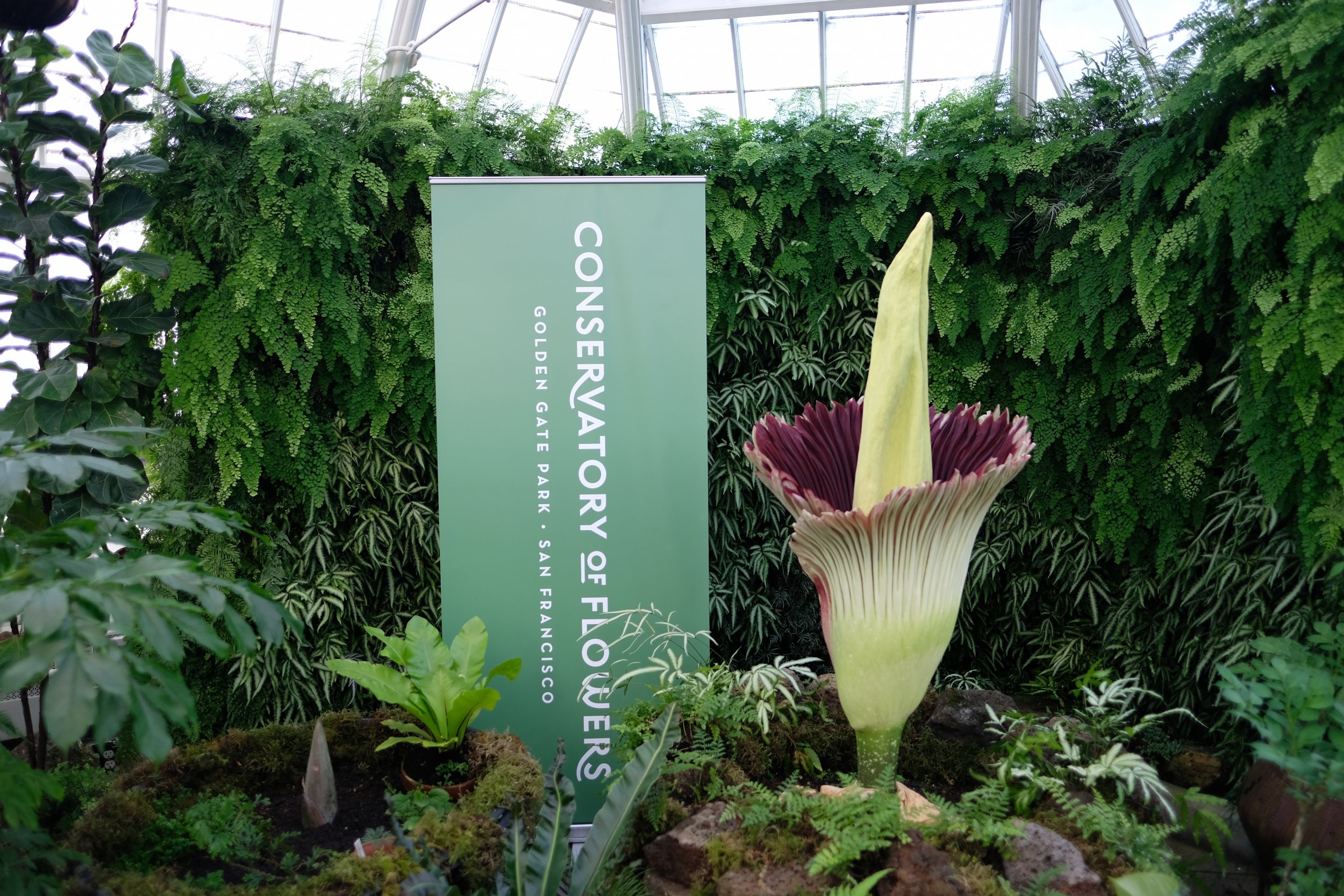 corpse flower: visitors line up to sniff rare once-in-a-decade bloom