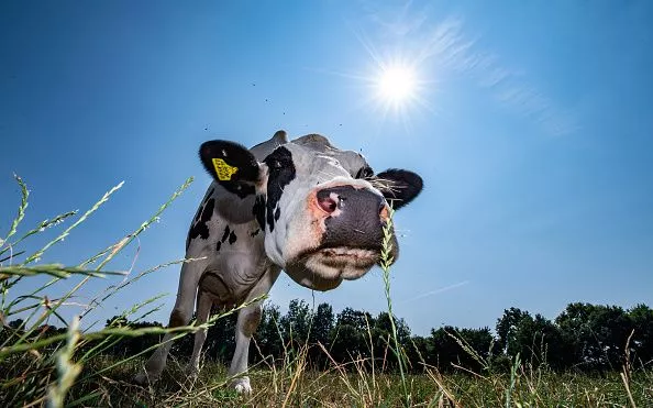 Global Meat Production Is Growing at an Unsustainable Pace - Vimarsana News