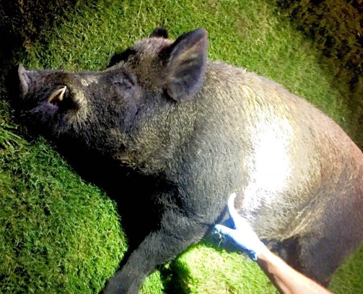 wildboar_fbook2 wildboar_fbook2