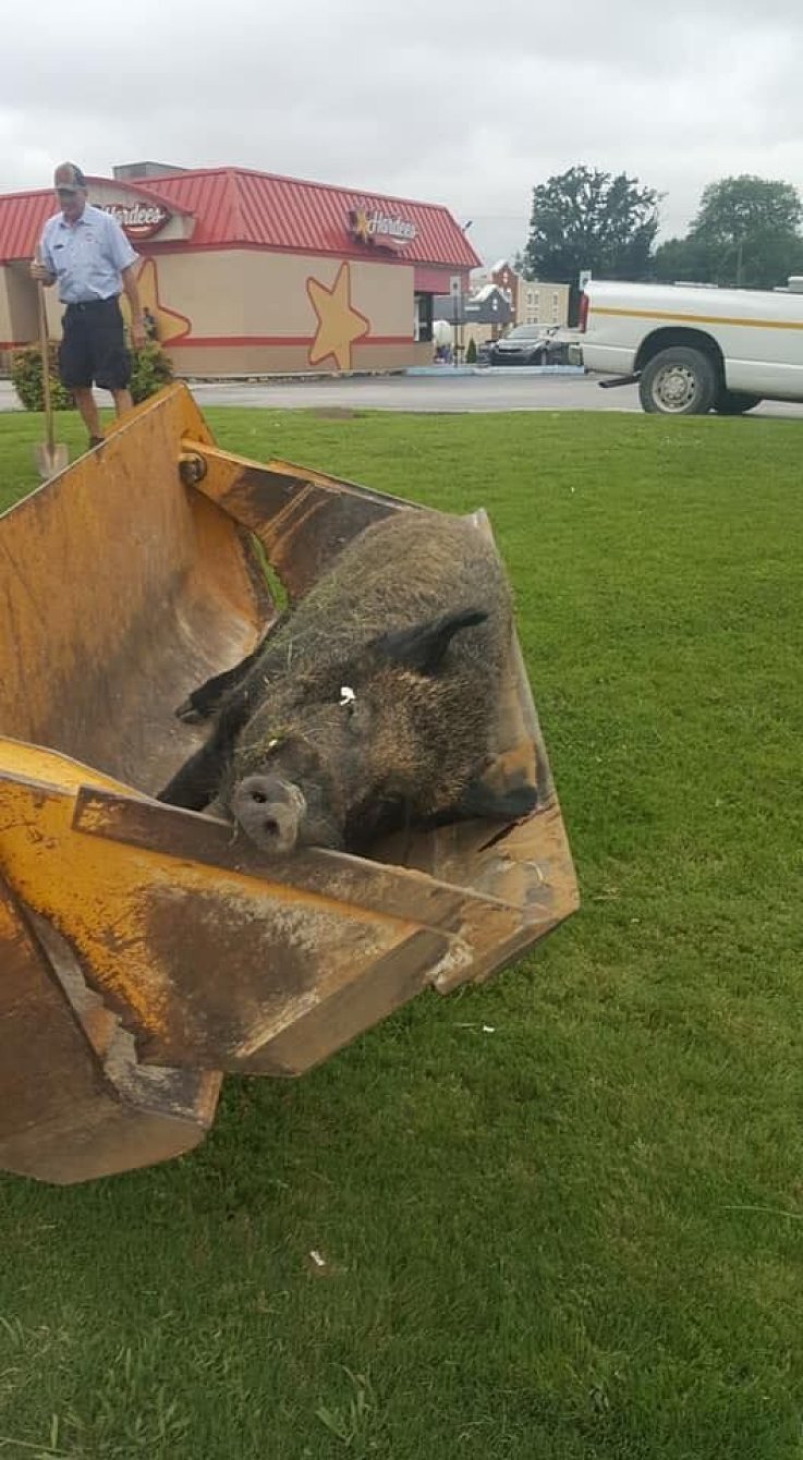 wildboar_fbook3 wildboar_fbook3