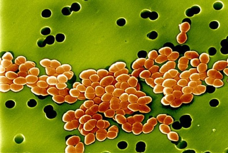 0724-bacteria