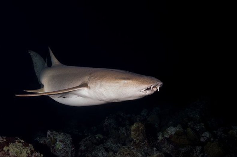 0724-shark2