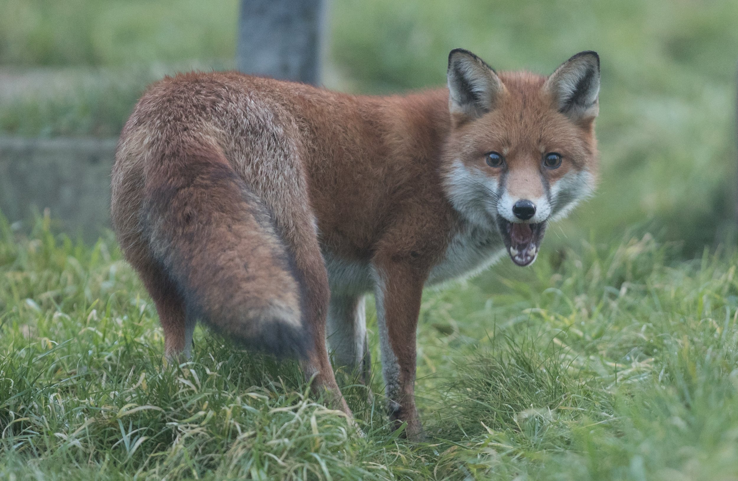 Woman Strangled Killed Rabid Fox After It Attacked Her Leg