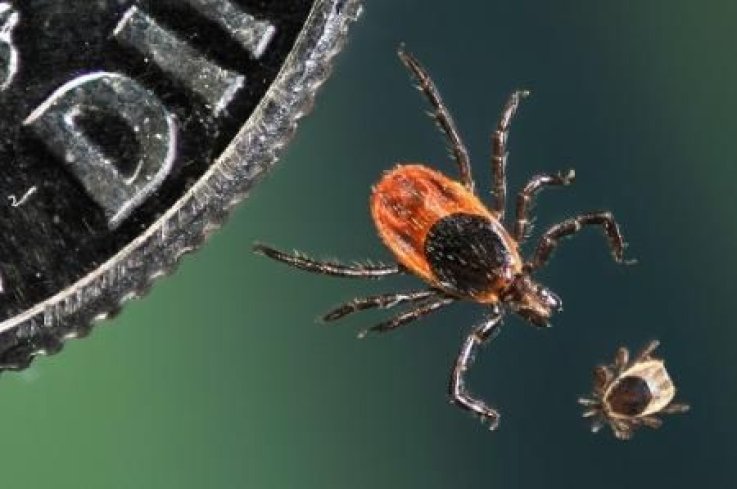 Ticks Deer Adult and Juvenile Ticks Deer Adult and Juvenile