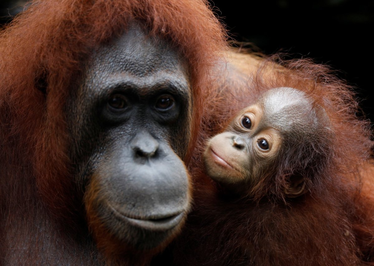 Orangutan Mom and Child