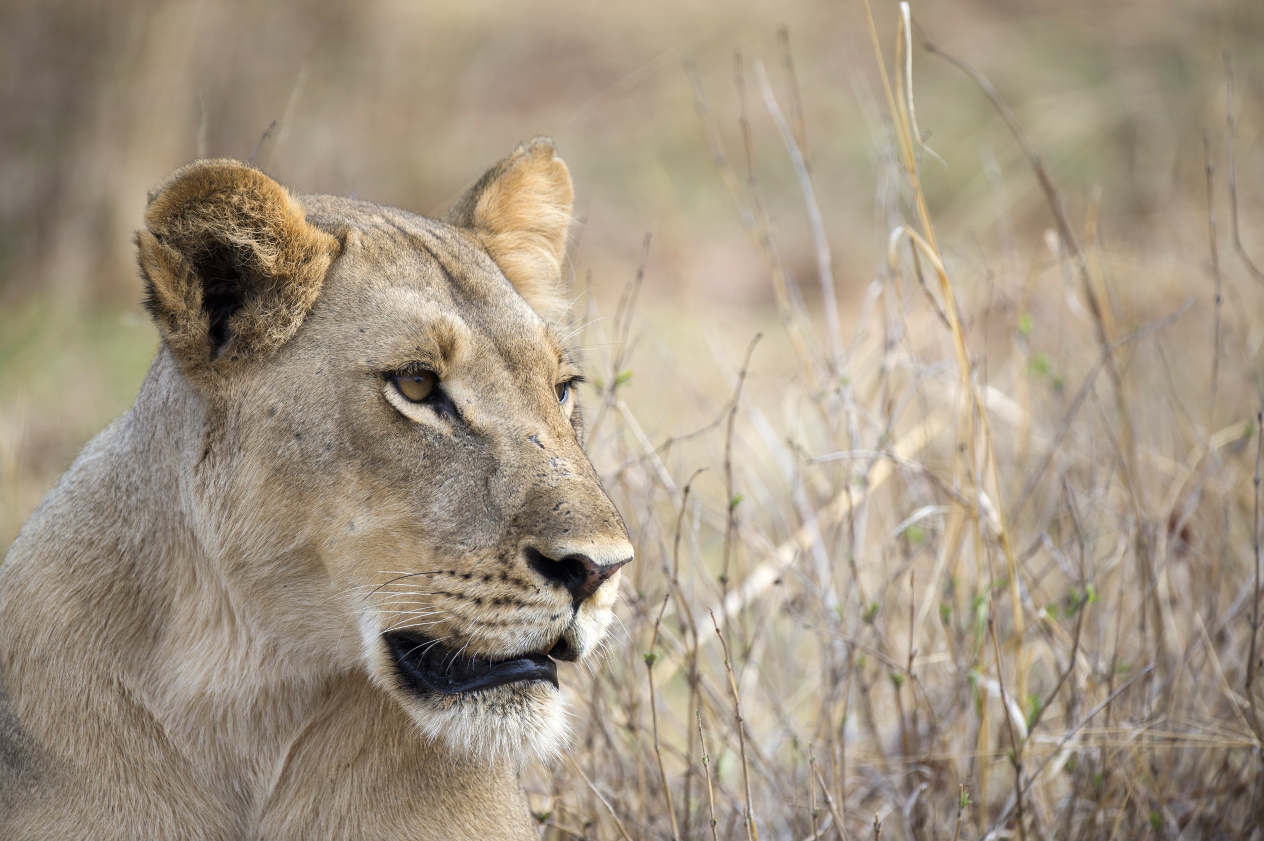 Lion in Zimbabwe