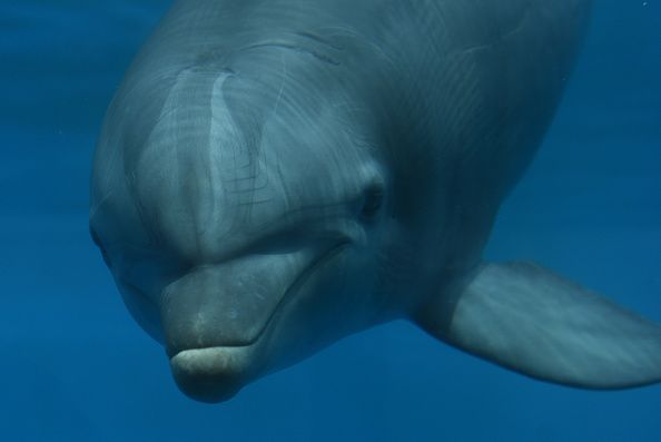 dolphin-0727