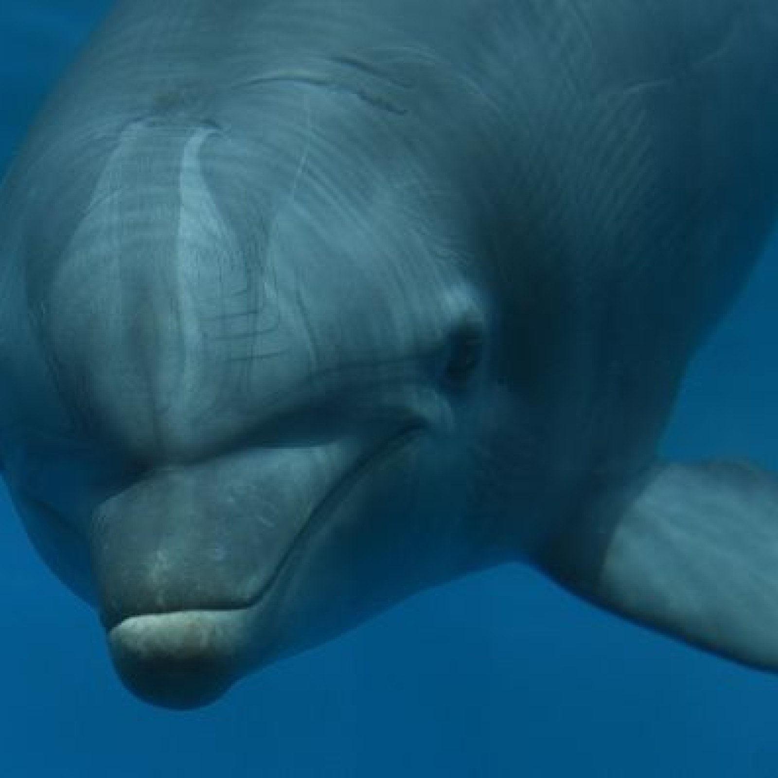 Rare Dolphin Species rare-dolphin-species