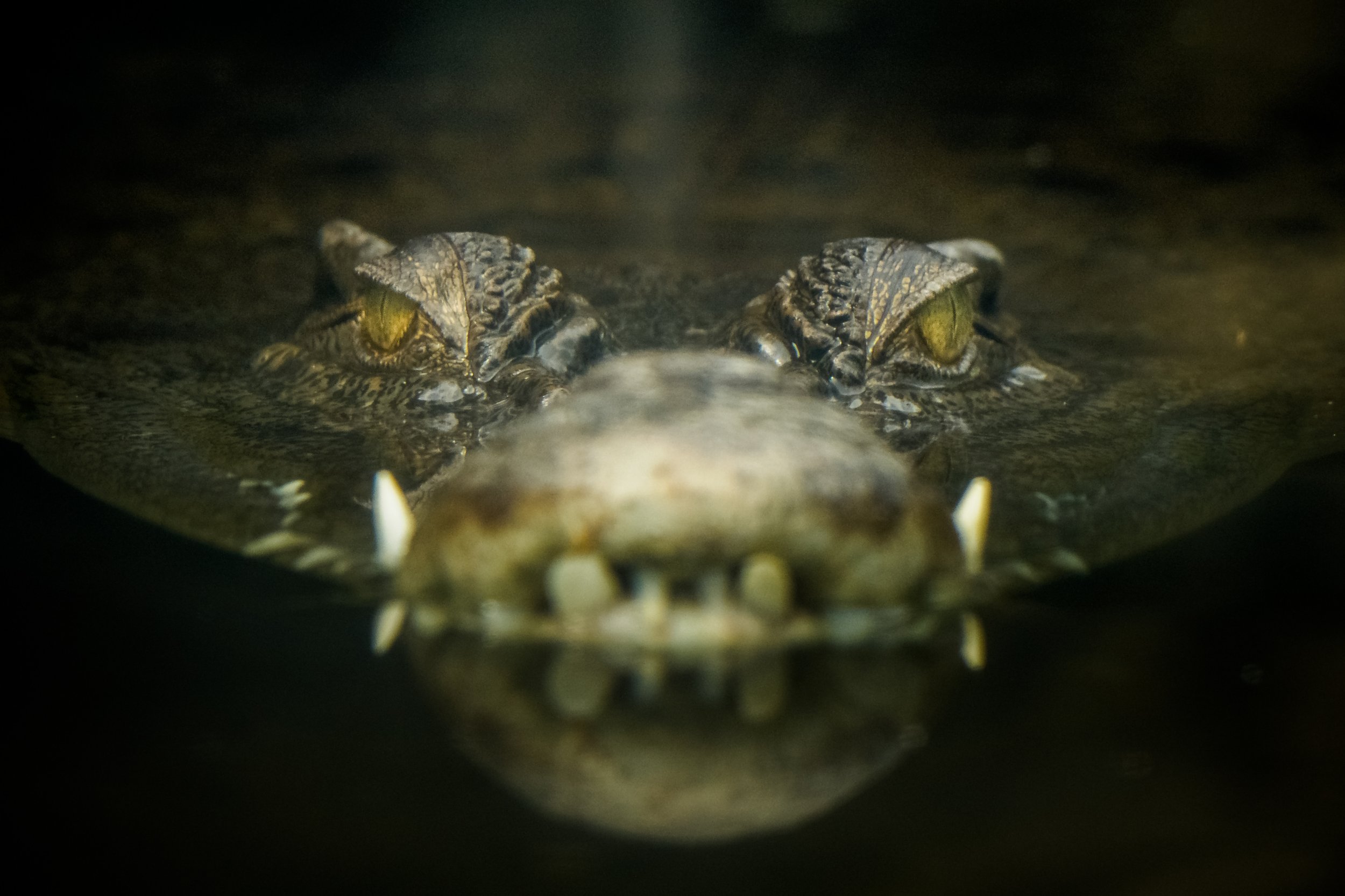 7_30_Crocodile