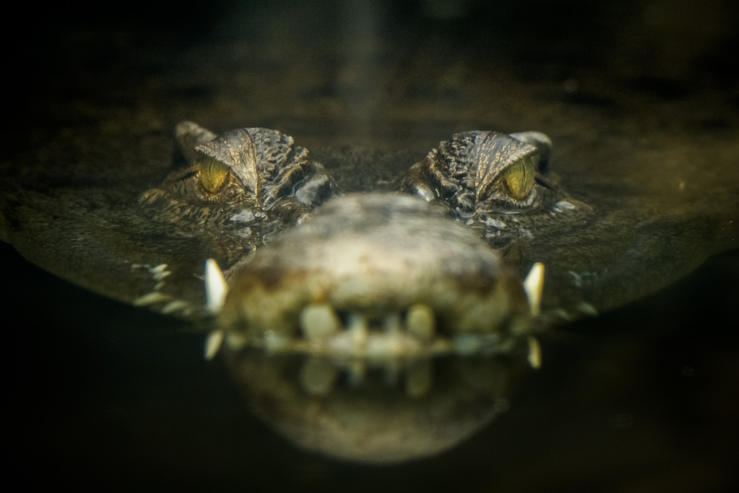 crocodiles in water