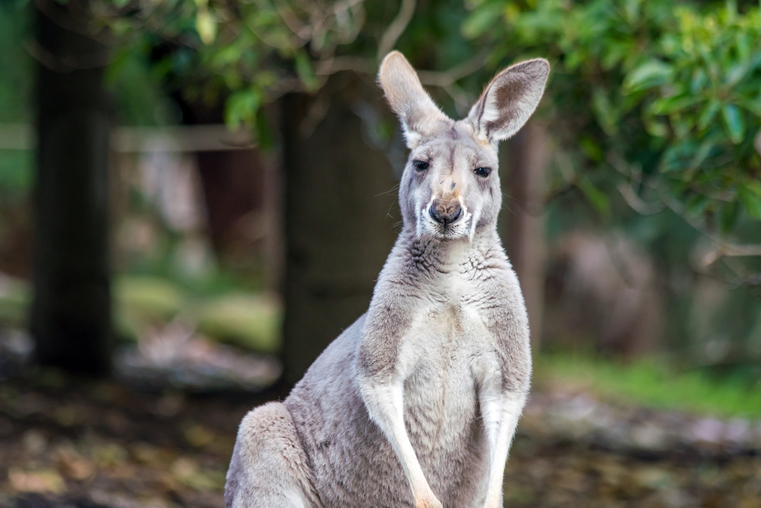 australian food kangaroo