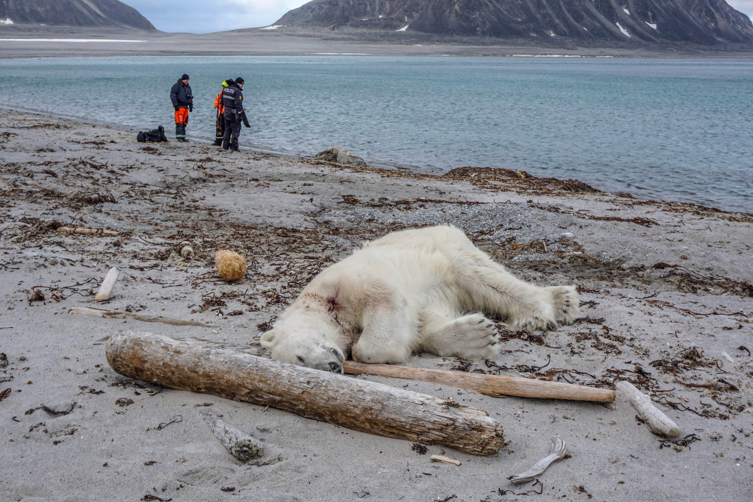 Authorities defend cruise line's decision to shoot polar bear