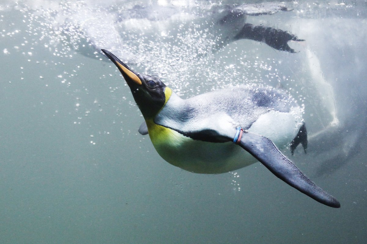 King Penguin Dives