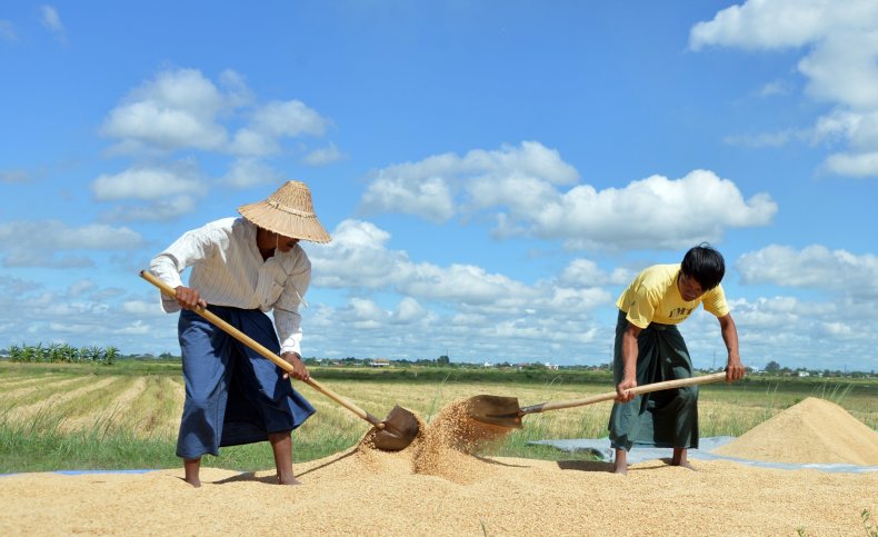 Rice Field in Myanmar Rice Field in Myanmar
