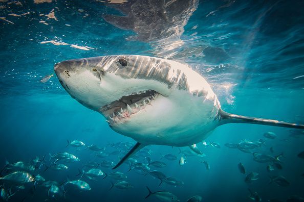 great white shark in the water