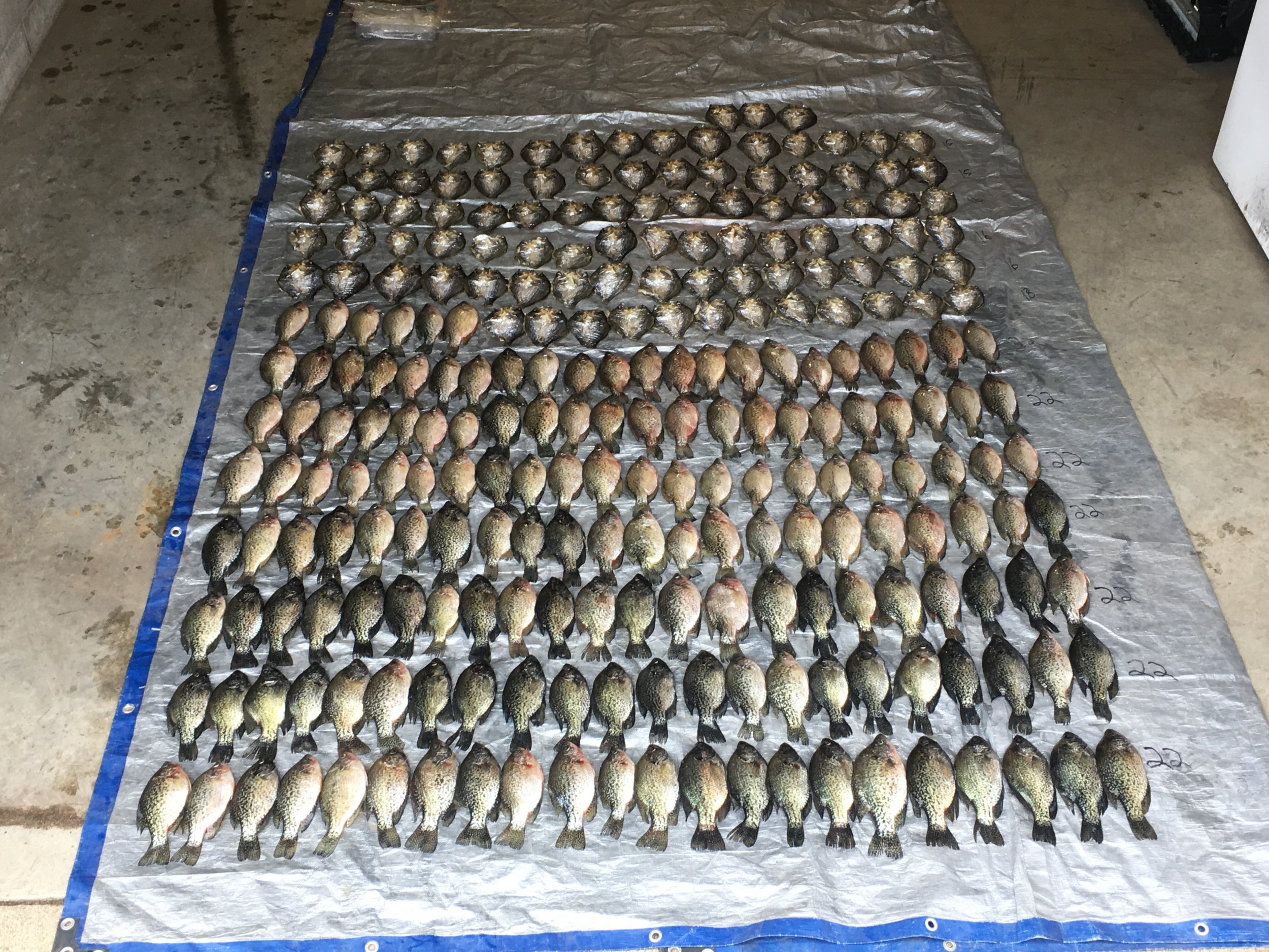 Minnesota Couple Nabbed For Hauling In More Than 250 Crappie Fish Over