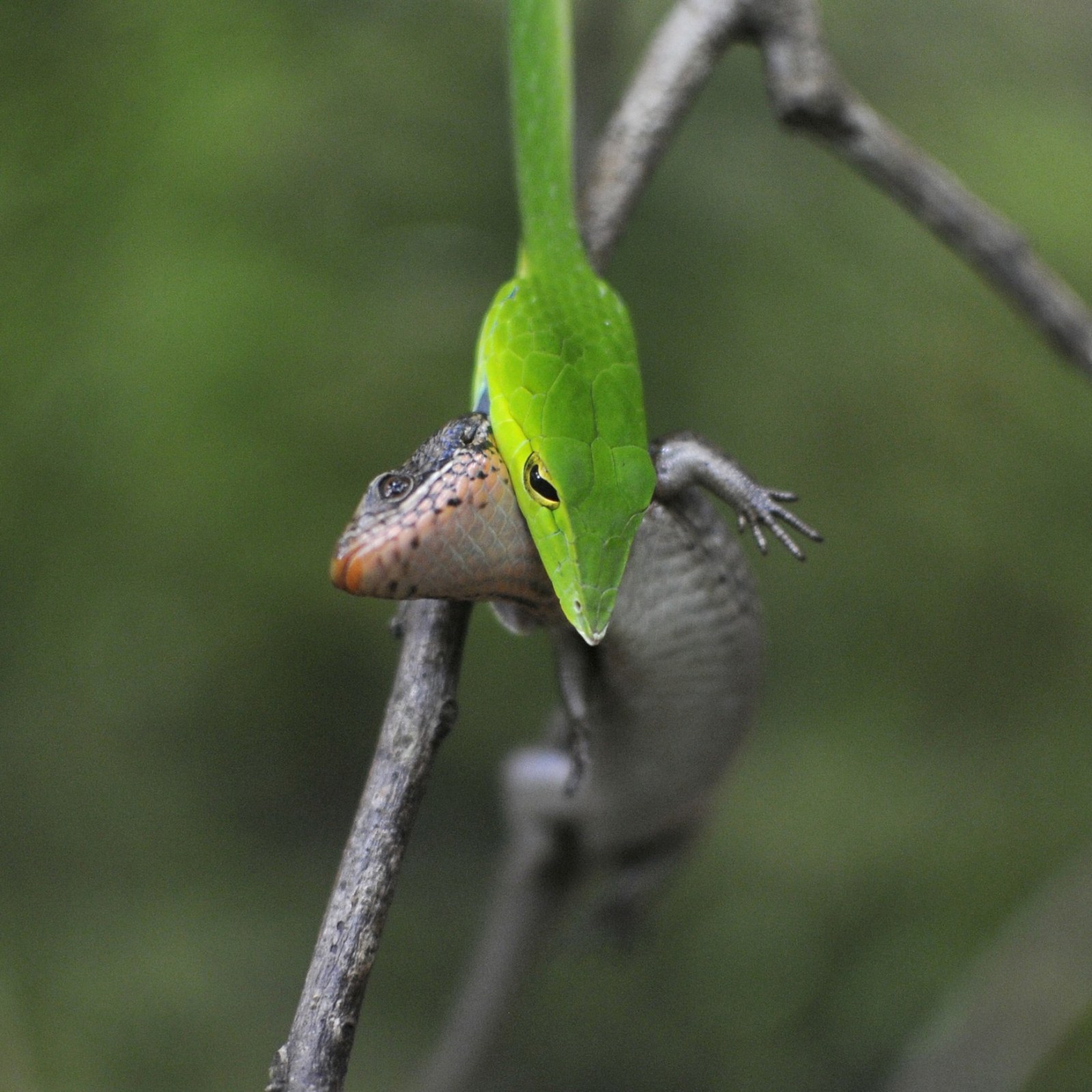Snake Eating Lizard