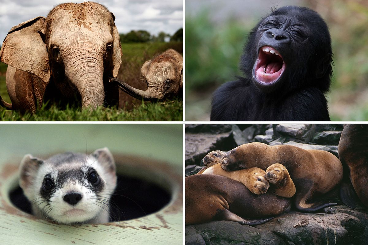 The Most Endangered Animals on the Planet—and Why They ...