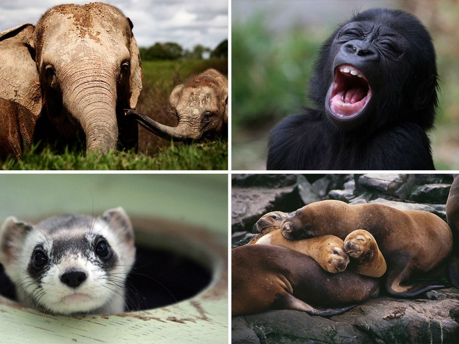 The Most Endangered Animals on the Planet—and Why They Remain Under Threat