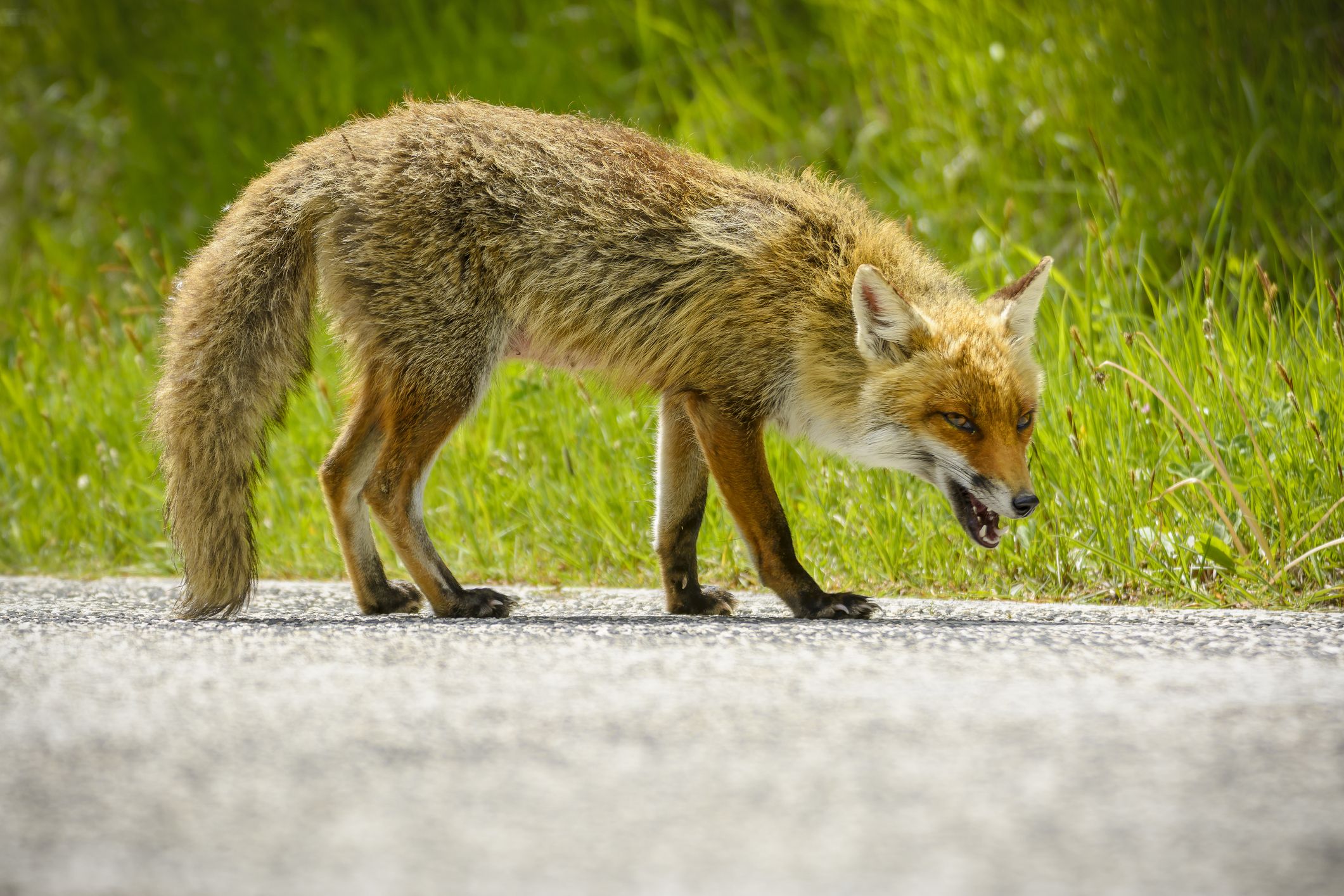 Foxes With Rabies