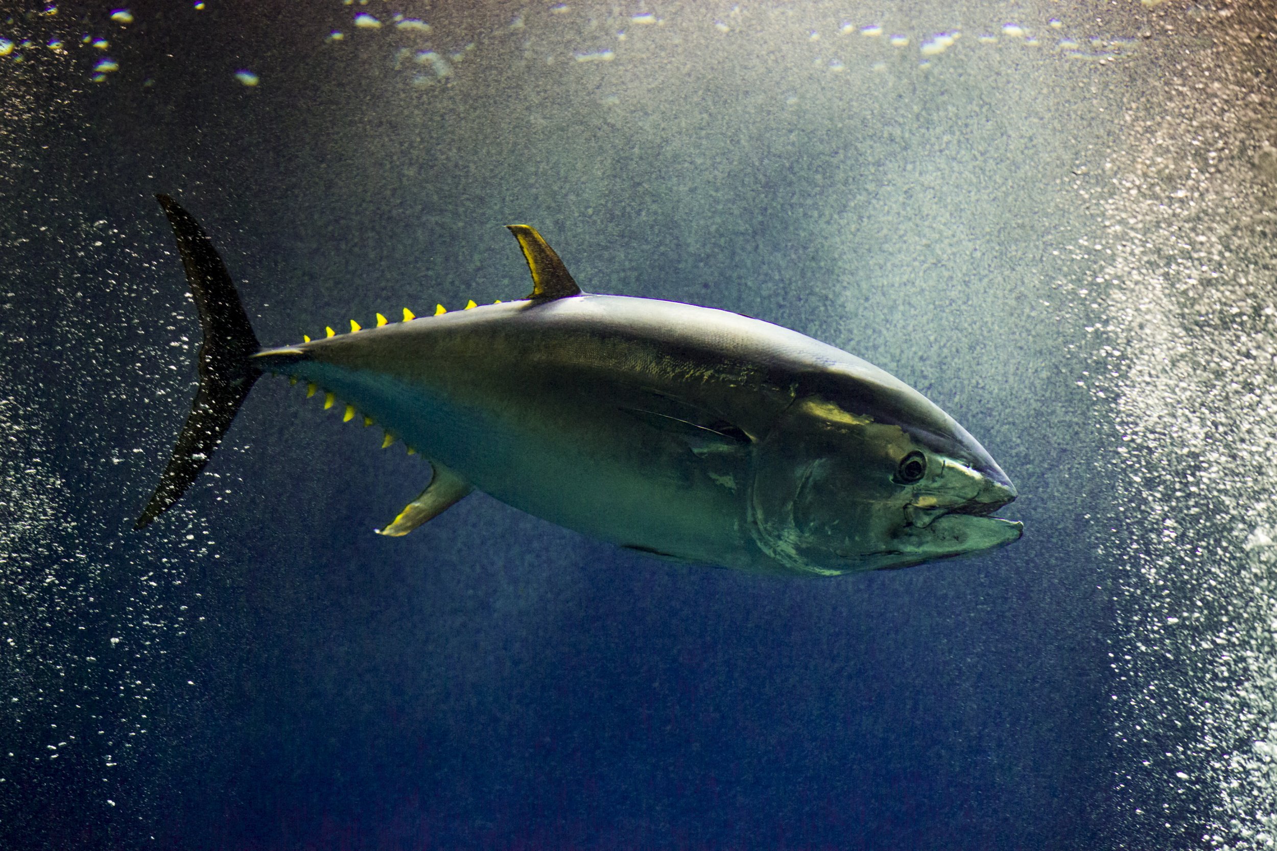 Bluefin Tuna