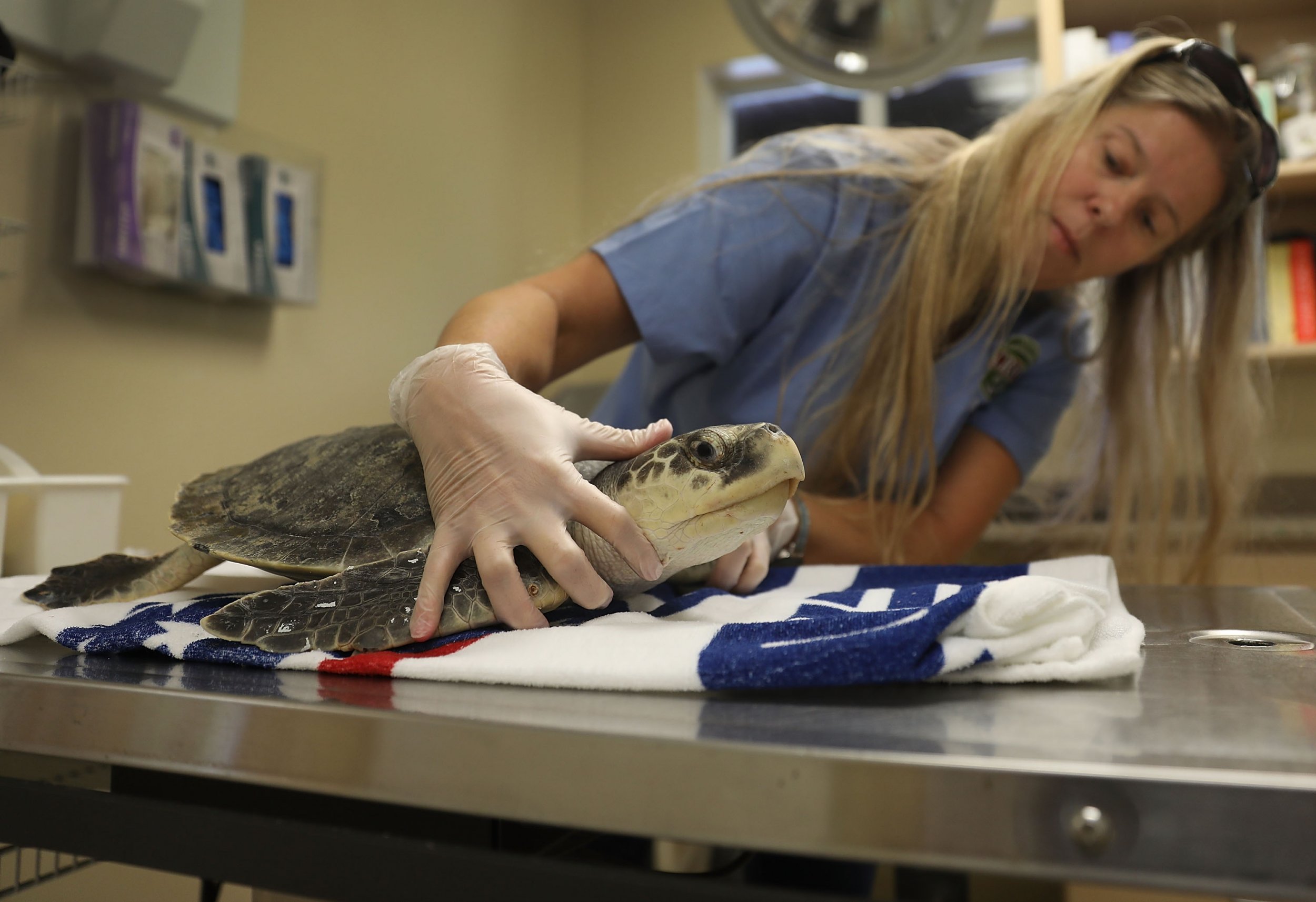 Florida red tide sea turtles