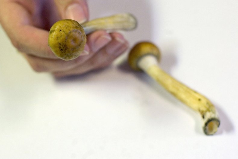 microdose_psychedelic_mushrooms
