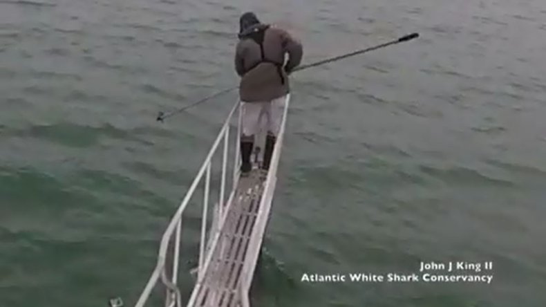 great white shark breaches under researcher