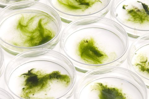 HOR_Algae_02_182371022 HOR_Algae_02_182371022