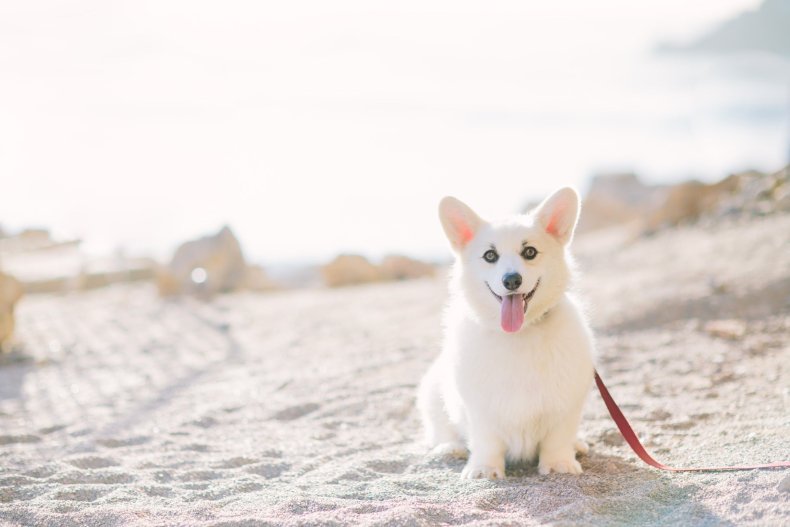 Winston The White Corgi Poses On the Beach