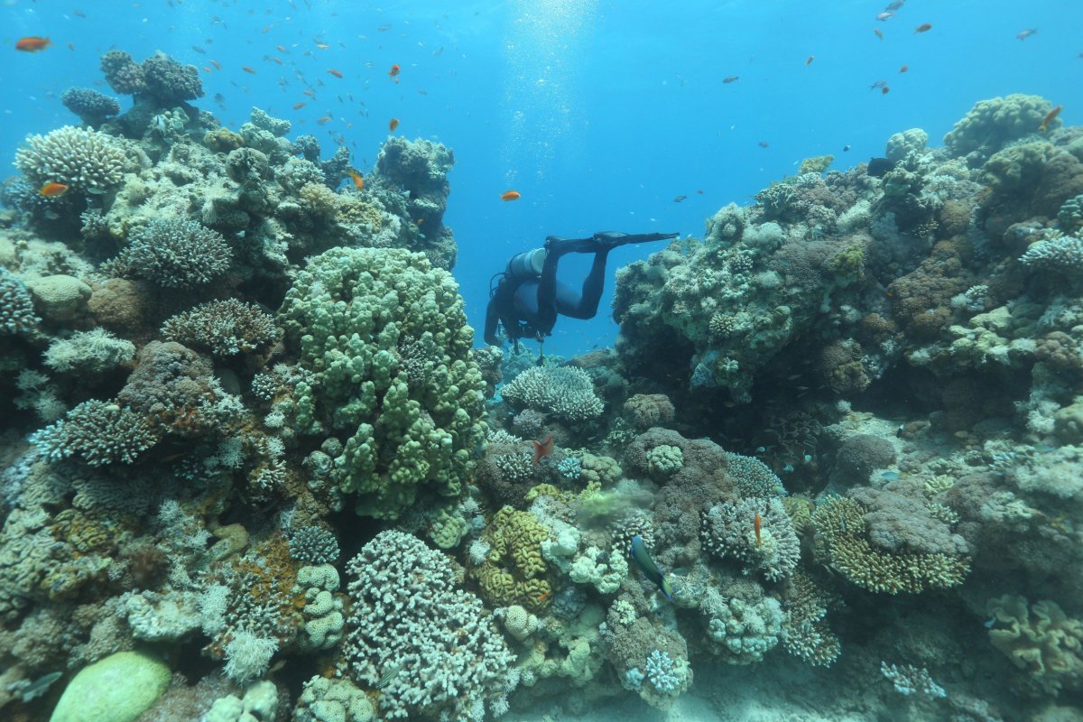 Coral Reef Israel