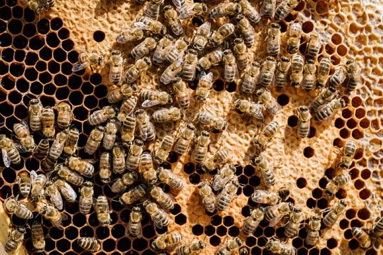 0807-bees