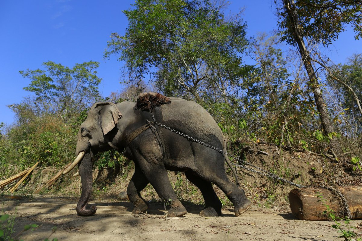 Timber Elephant in Myanmar