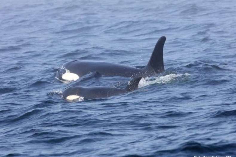 whale-pic-dfo