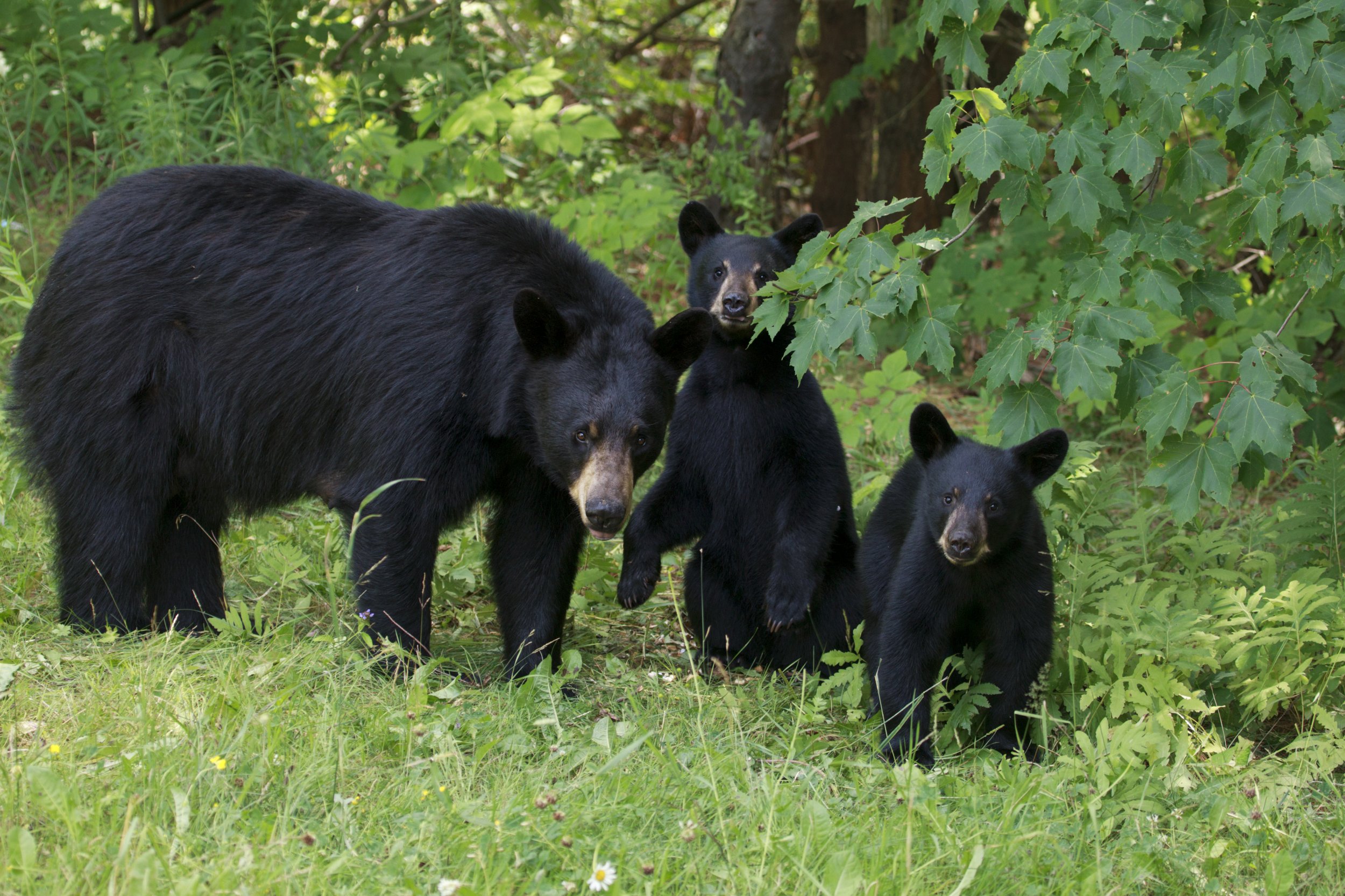 Daddy Bear In The Cabin — Video | VK