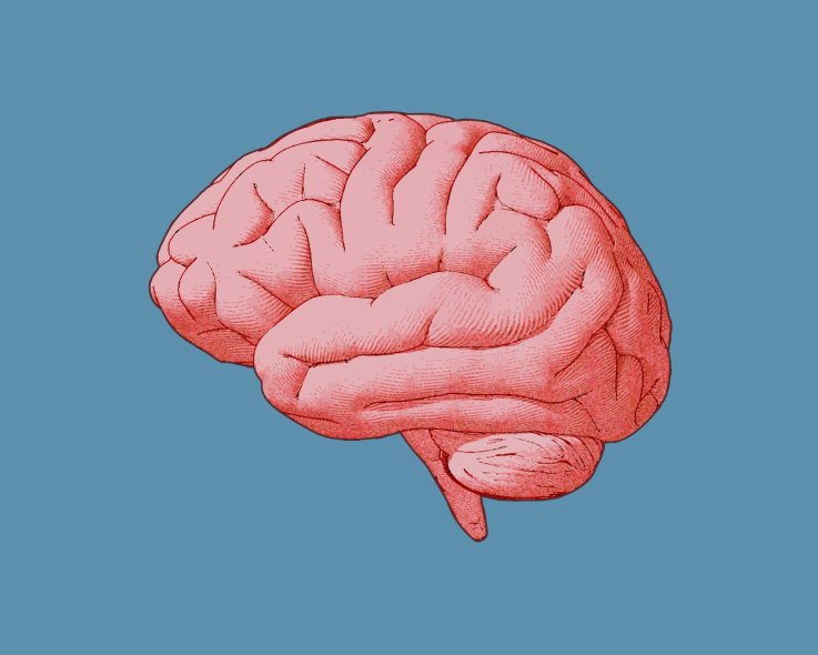 brain-stock brain-stock