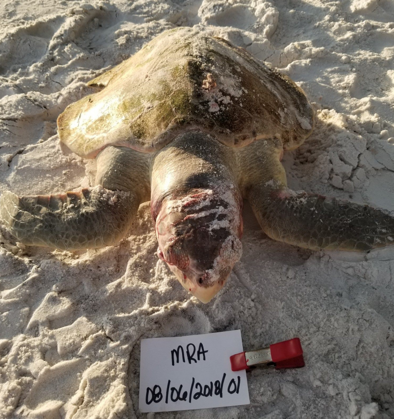turtle1