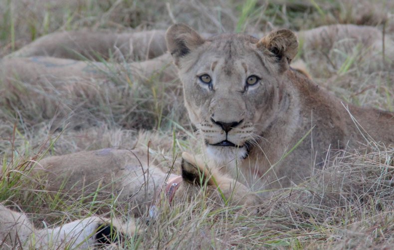 Lion Mozambique