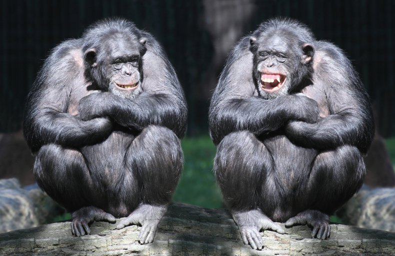 8_10_Chimps
