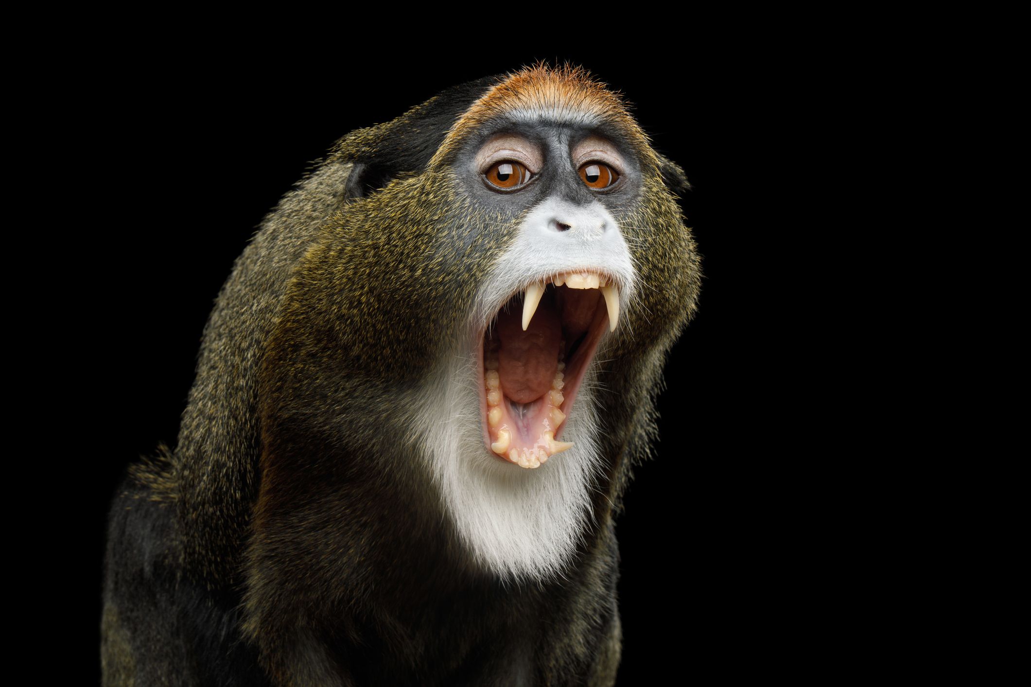 Why Haven't Apes Evolved to Speak?