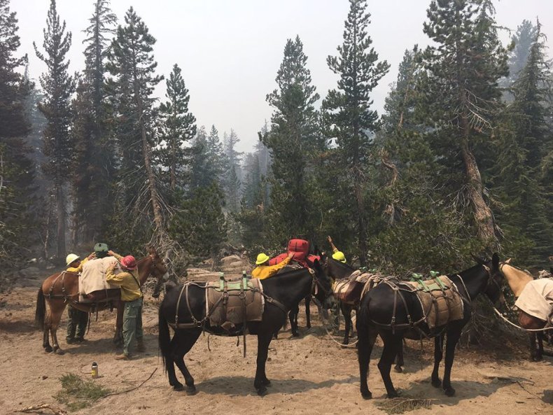 Mules help California wildfire fighting Mules help California wildfire fighting